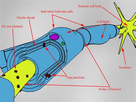 Difference Between Oligodendrocytes and Schwann Cells | Compare the ...