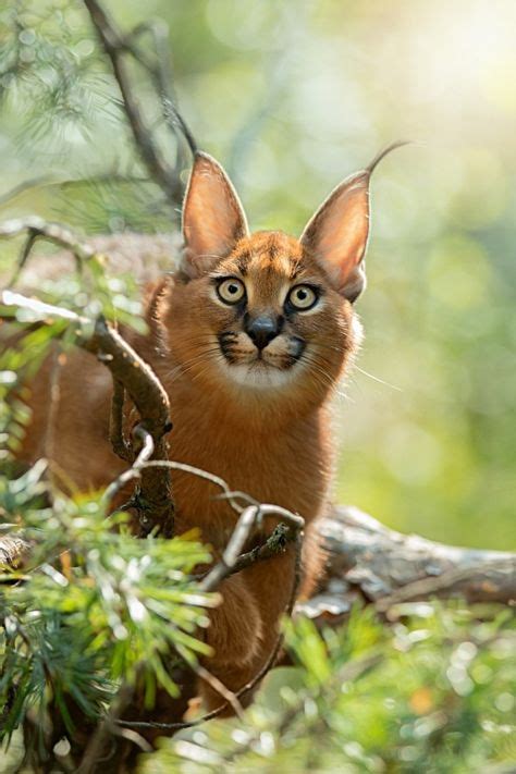 Caracal | Cat habitat, Wild cats, Animals