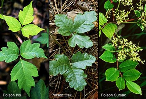 Poison ivy, oak, and sumac – how to identify, treat, and a fun little ...