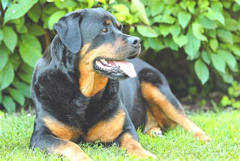 The Facts Behind Rottweiler Bites: What Every Dog Owner Should Know - Petcare Bytes