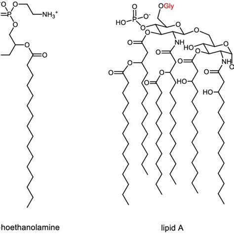 Structures of the main lipid components of the bacterial membrane ...