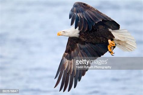 Bald Eagle Hunting High-Res Stock Photo - Getty Images