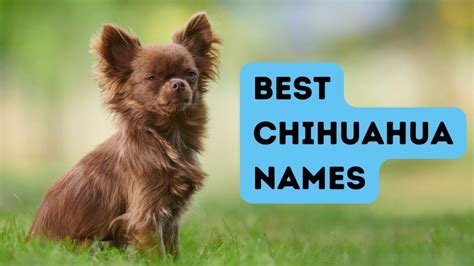 180 Best Chihuahua Names for Your New Fur Baby!