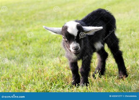 Cute Black Baby Goat Outside On The Farm Stock Photo - Image: 43241277