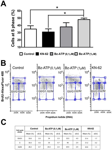 Cell cycle analysis based on flow cytometric analysis of BrdU ...