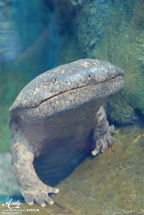 Chinese giant salamander - 娃娃魚 lives in Ocean Park Hong Ko… | Flickr
