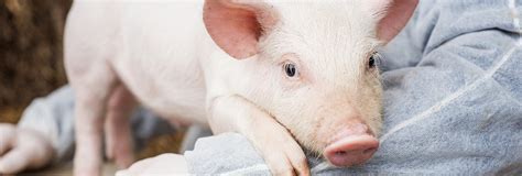 Pig antibiotic reduction with integrated health management