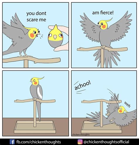 Funny Bird Memes | Humor de animales, Aves pajaros, Periquitos