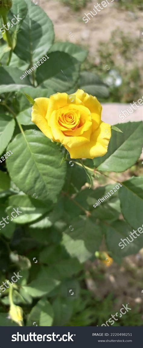 Yellow Roses Universally Known Symbols Friendship Stock Photo ...