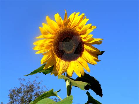 dying sunflower by WorldII on DeviantArt