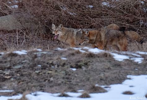 coyote mating season | Kim Smith Films