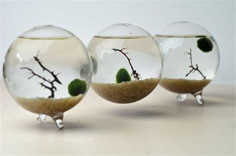 Marimo Terrarium Japanese Moss Ball Triple by PinkSerissa