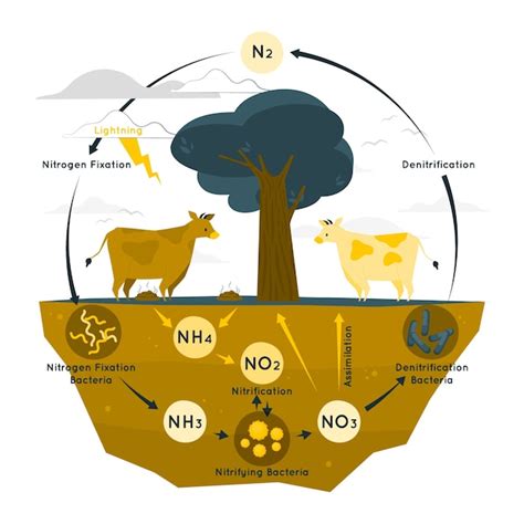 Nitrogen Cycle For Kids Animation