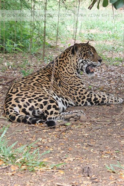 A stunning jaguar. We snapped this photo of Costa Rica wildlife (and others featuring Costa Rica ...