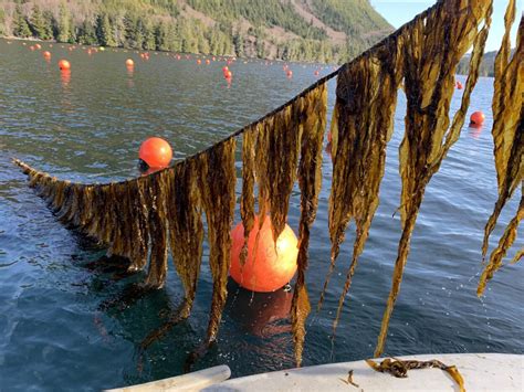 Interest in kelp farming is on the rise in Alaska, but the ...