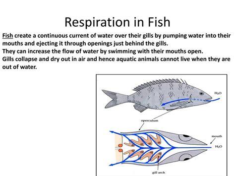 PPT - RESPIRATION PowerPoint Presentation, free download - ID:2015905