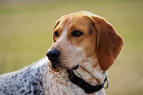 Coonhound Beagle Mix – Is This The Best Beagle Mix?