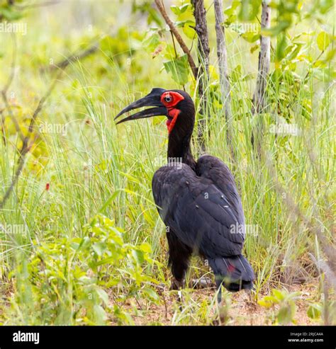 Largest of the hornbill family, the Ground Hornbill live in extended ...