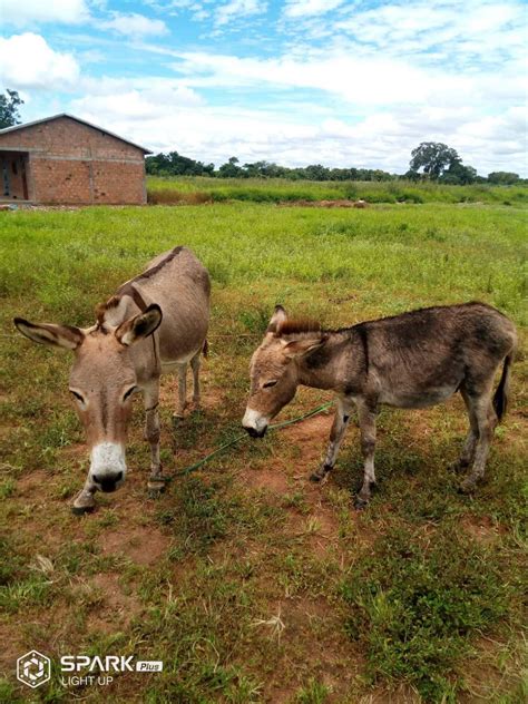 Liberia Animal Welfare and Conservation Society