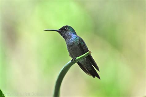 Hummingbirds of Panama | The Accidental Birder