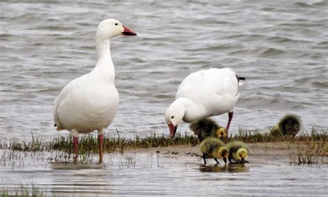 Elfshot: Snow Geese