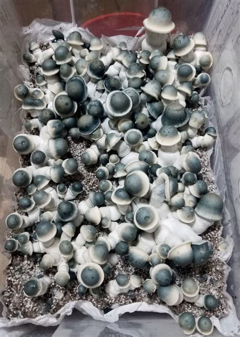 Post Your Cultivation Picture of The Day - Mushroom Cultivation - Shroomery Message Board