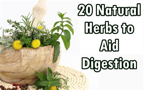 20 Natural Herbs to Aid Digestion