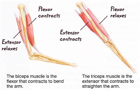 Structure diagram showing muscle activity and arm movement. Note ...