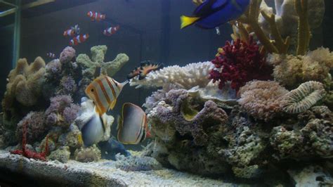 D' Ocean Aquarium: Akuarium Air Laut (Saltwater Aquarium)