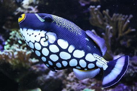 Clown Triggerfish My Experience Hand-on | Marine Hobby