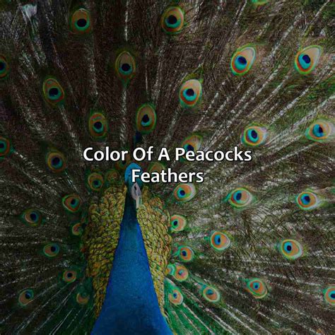 What Color Is A Peacock - colorscombo.com