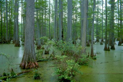 A bald cypress swamp in southern Illinois | Wetland, Cypress swamp, Aquatic ecosystem