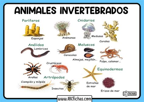 Ejemplos de animales invertebrados - ABC Fichas