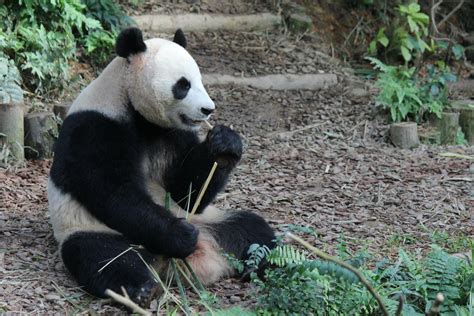 S'pore River Safari Pandas Need Private Moment During Mating Season, Bear With Closure Till 26 Apr