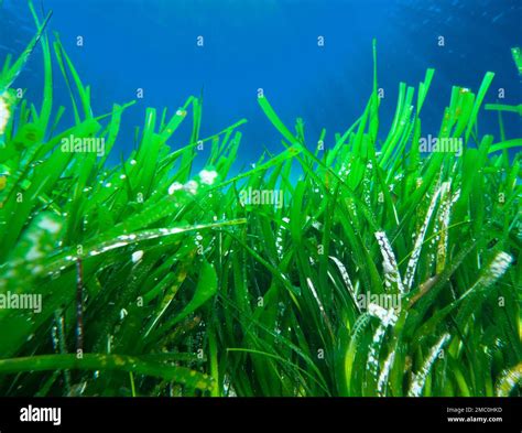 Oceanic posidonia hi-res stock photography and images - Alamy