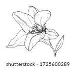 White Lily Vector Graphic image - Free stock photo - Public Domain ...