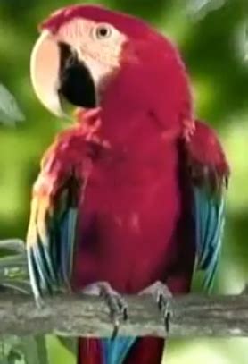 The Mommy Macaw | Dora the Explorer Wiki | Fandom