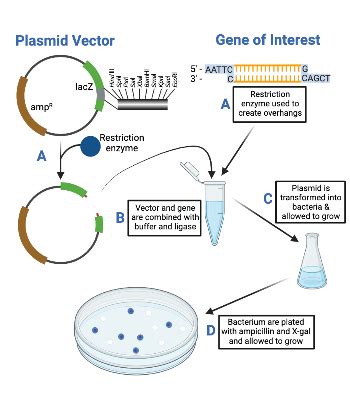 Analyzing an Illustration of Molecular Cloning Using Plasmids Practice | Biology Practice ...