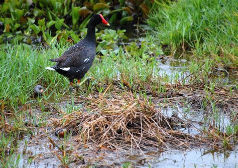 Wetland Birds – BJ Quinton