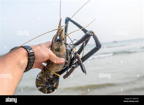 Giant freshwater prawn Stock Photo: 130997117 - Alamy