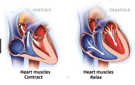 Difference Between Systolic And Diastolic Blood Pressures - VIVA DIFFERENCES