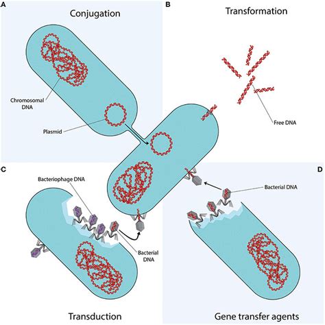 Mechanisms of horizontal gene transfer. Each quadrant represents one... | Download Scientific ...