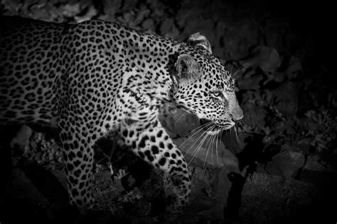 Leopard hunting at night | South Luangwa National Park, Zamb… | Flickr