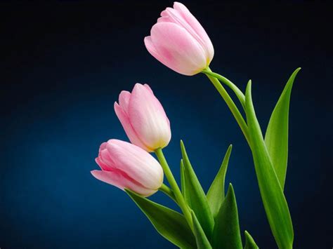 Pink Tulips Wallpapers - Wallpaper Cave