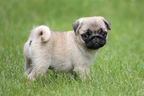 Myths And Facts About Pugs! - MyStart