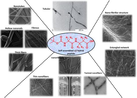 αβ-hybrid peptide self-assembled structure with diverse nanostructures... | Download Scientific ...