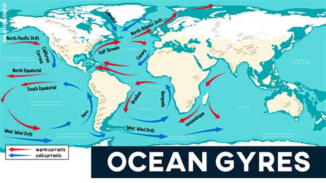 Everything You Need To Know About Ocean Gyres - sharksinfo.com