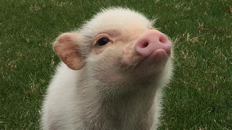 Hank the mini pig is the cutest thing you'll see today