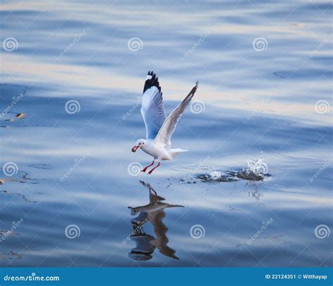 Seagulls eating stock image. Image of liberty, action - 22124351