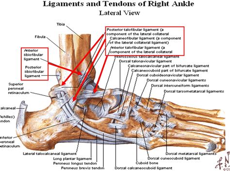 Ligaments and tendons, Human anatomy, Human anatomy systems